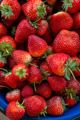 Fresh strawberries from natural farms, export