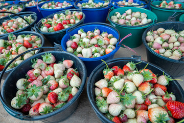 Fresh strawberries from natural farms, export
