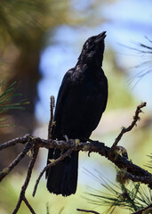 crow on a branch