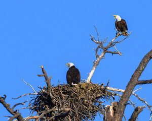 Nesting bald eagles