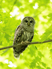 Barred Owl portrait on tree branch in Spring