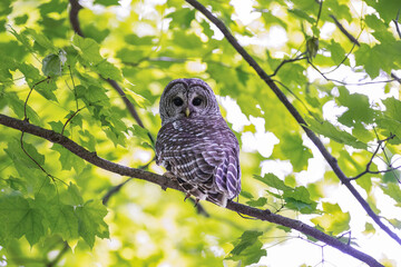 Barred Owl portrait on tree branch in Spring