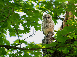 A portrait of a barred owlet perched atop a broken tree trunk in spring
