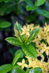 Asoka yellow flowers blooming in the home garden with natural background, fresh yellow asoka flowers.