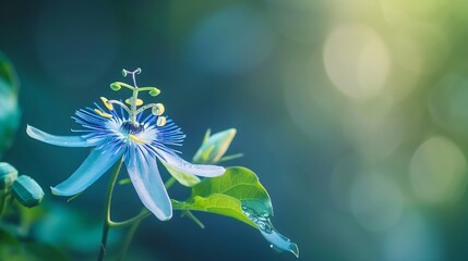 Close up of a Passifloraceae Flower Passiflora Blue Passion Flower Passion Flower : Generative AI