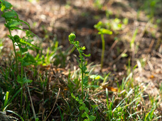 斜面に生えるシダの新芽