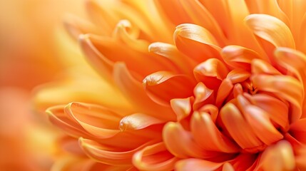 Obraz premium Orange chrysanthemum closeup Abstract background closeup of the petals of chrysanthemum Autumn flower background The coral shade of chrysanthemum Chrysanthemum background with copyspac : Generative AI
