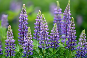 Obraz premium A bunch of purple flowers with green leaves