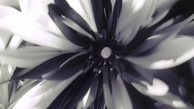 white flower on black