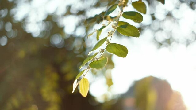 A branch with green leaves backlit by the sun. Bidara leaves.