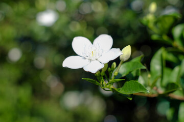 Blooming Wrightia antidysenterica or arctic snow flowers with natural blur background, also known as the White Angel flower.