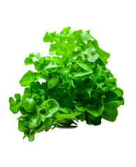 organic lettuce is safe without chemicals
