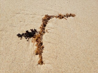Seaweed strands on beaches annually due to changes in sea currents during the rainy season.