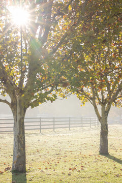 Sunlight filtering through row of deciduous trees in Autumn