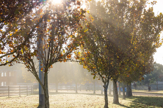 Sunlight filtering through row of deciduous trees in Autumn