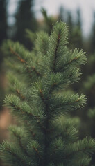 Plant tree pine fir