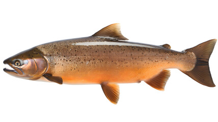 Obraz premium trout isolated on white background