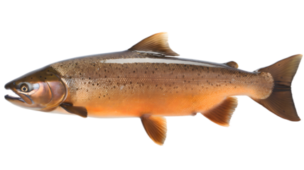trout isolated on white background