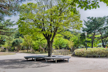 A park scene with a large tree and a circular bench surrounded by lush green trees, in Gyeongju, South Korea