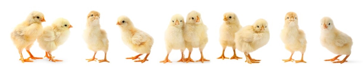 Cute fluffy chicks on white background. Baby animals
