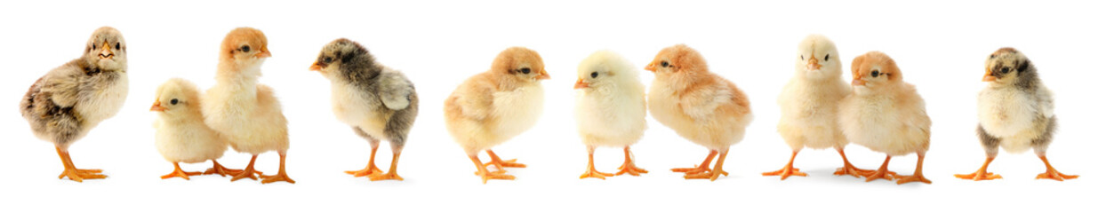 Cute fluffy chicks on white background. Baby animals