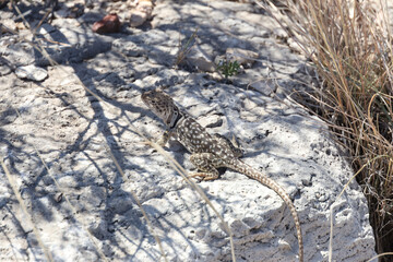 Small lizard sunning on a rock

