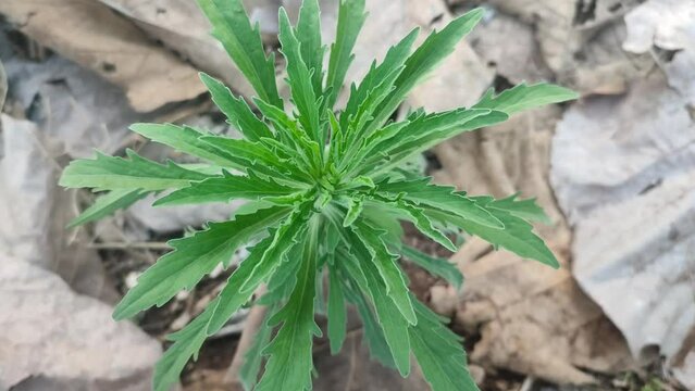 conysa sumatranensiss plant