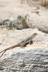 Small lizard sunning on a rock
