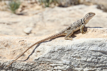 Small lizard sunning on a rock
