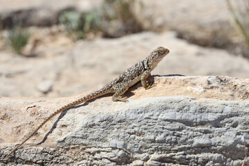 Small lizard sunning on a rock
