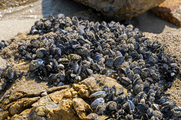 Seetang und Muscheln bei Ebbe an einem Strand der Bretagne