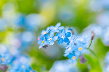 Forget-me-not flowers in the spring garden.Small blue flowers and green leaves macro.Spring floral background in blue tones. shade tolerant flowers.Shady flower garden assortment 