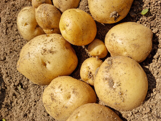 Fresh potatoes on the farm.