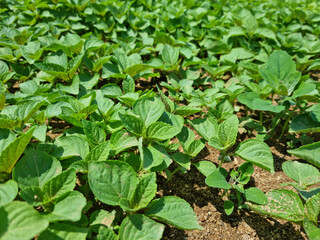 Perilla seedlings grown by sowing seeds in rural areas.