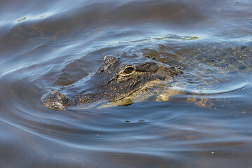 Wild American alligator swimming in a canal at Orlando Wetlands in Cape Canaveral Florida.
