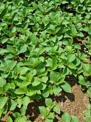 Perilla seedlings grown by sowing seeds in rural areas.