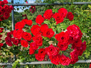 Fototapeta premium red rose vine in nature background .