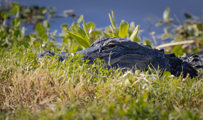 Wild American alligator swimming in a canal at Orlando Wetlands in Cape Canaveral Florida.