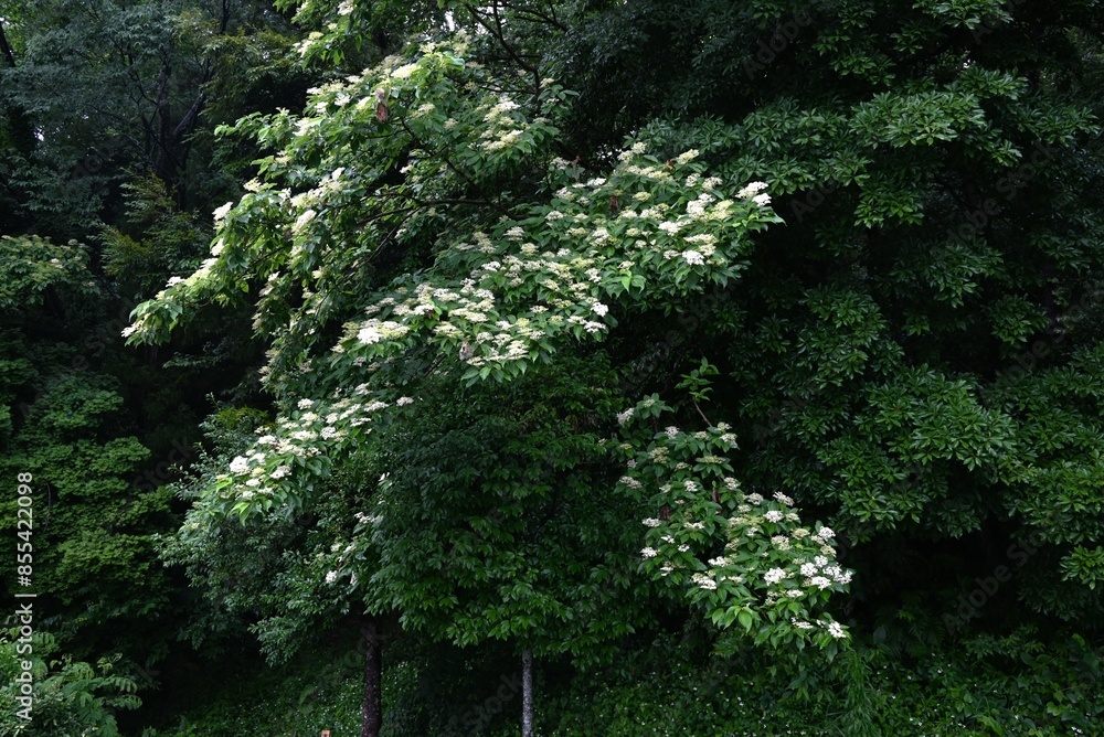 Canvas Prints Giant dogwood (Cornus controversa) flowers. Cornaceae deciduous tree. Small, four-petaled white flowers bloom densely in early summer.