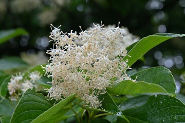 Giant dogwood (Cornus controversa) flowers. Cornaceae deciduous tree. Small, four-petaled white flowers bloom densely in early summer.