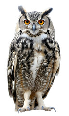 Obraz premium great grey owl isolated