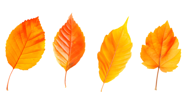 autumn leaves isolated on white