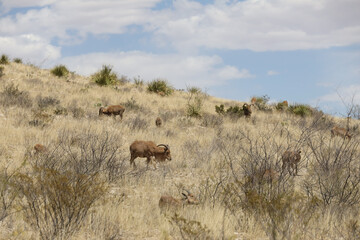 Barbary sheep herd in the wild