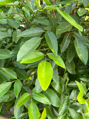 green coral tree leaves in the garden