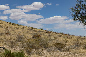 Barbary sheep herd in the wild