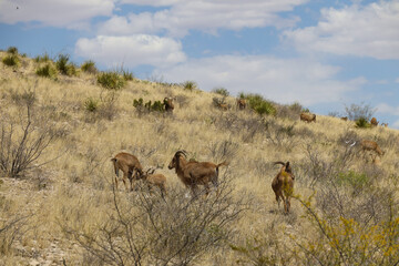 Barbary sheep herd in the wild