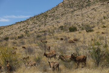 Barbary sheep herd in the wild
