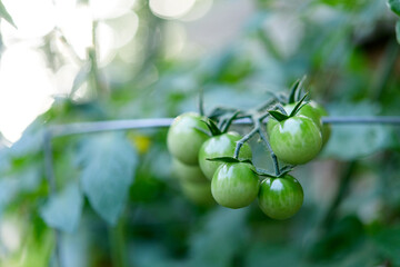 Green cherry tomatoes