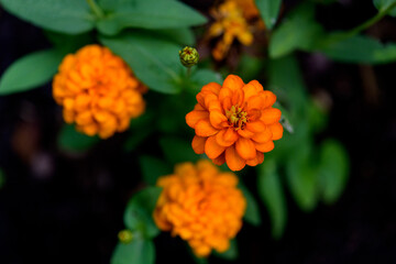 Orange marigold flowers in garden