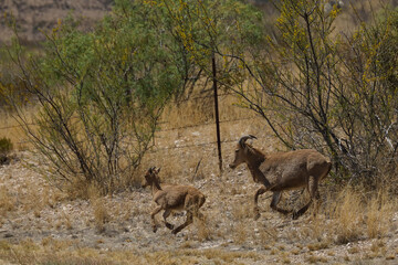 Barbary sheep, ewe, and lamb in the wild